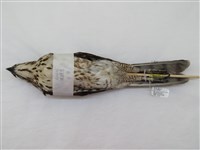 藏品(鳳頭蒼鷹)的圖片